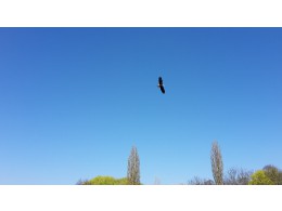 Dravci