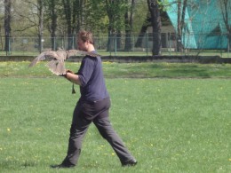 Dravci