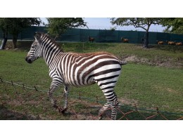 ZOO Seko