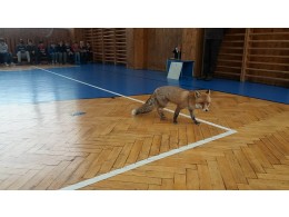 Liška Mia