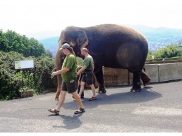 Slon na procházce