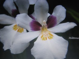 Lovec orchideí